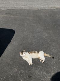 High angle view of a cat on road