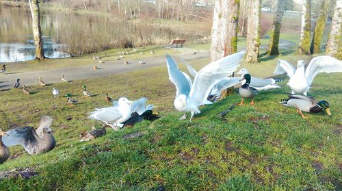 Bird on grassy field