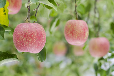 Close-up of fruits on tree