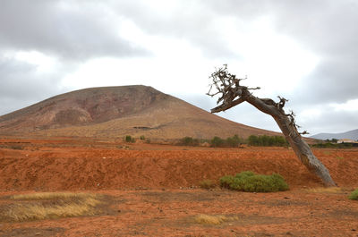 Scenic view of dead tree on arid ground