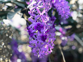 Close-up of purple flowering plant