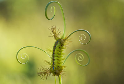 Fire caterpillar on leaf edge