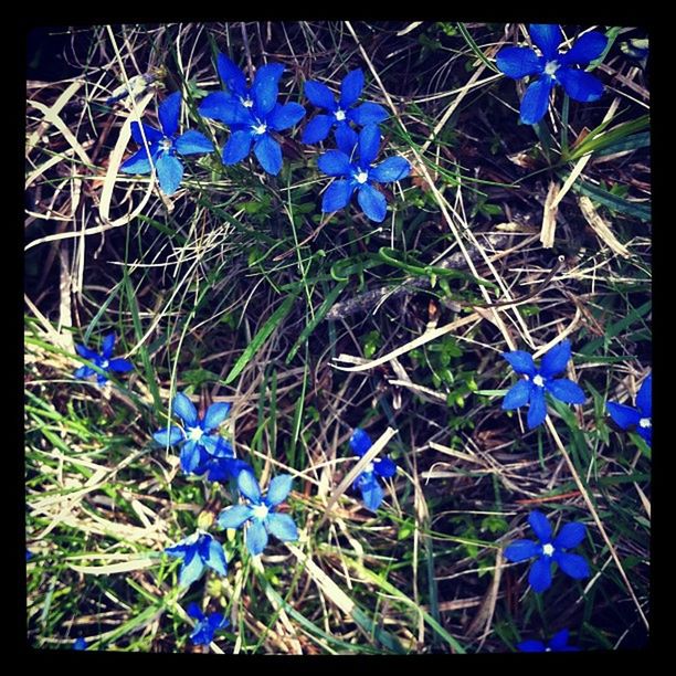 blue, transfer print, purple, auto post production filter, growth, plant, flower, fragility, field, nature, close-up, freshness, day, leaf, beauty in nature, outdoors, no people, grass, high angle view, sunlight