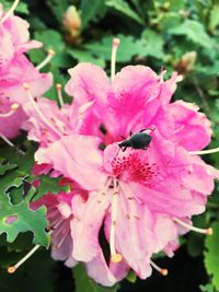 Close-up of bee on pink flower