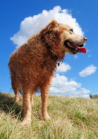 Low angle view of dog standing on field