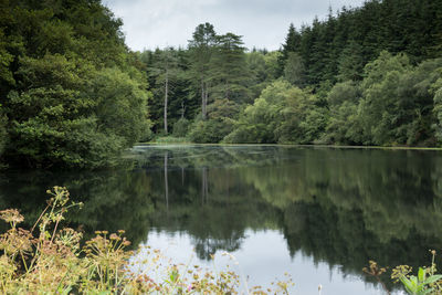 Scenic view of green trees reflection in lake