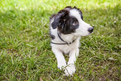 Funny outdoor portrait of cute puppy border collie lying down on grass background