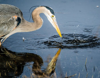 View of a bird drinking water