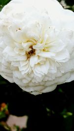 Close-up of white flowers