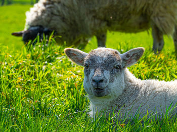 Portrait of new born lamb focusing on head nose and ears in green field 