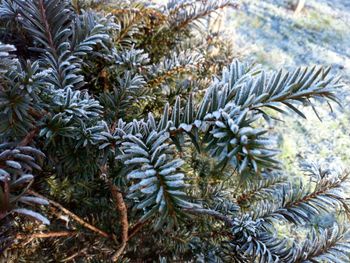 Close-up of pine tree during winter