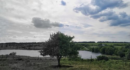 Trees on field by lake against sky