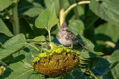 Close-up of bird perching on plant