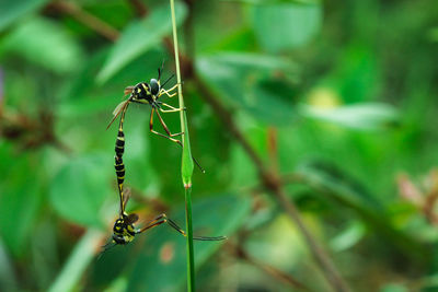 Close-up of insect on plant