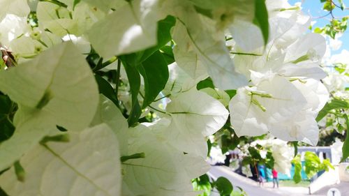 Full frame shot of cherry blossom tree