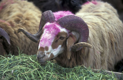 Close-up of sheep on field
