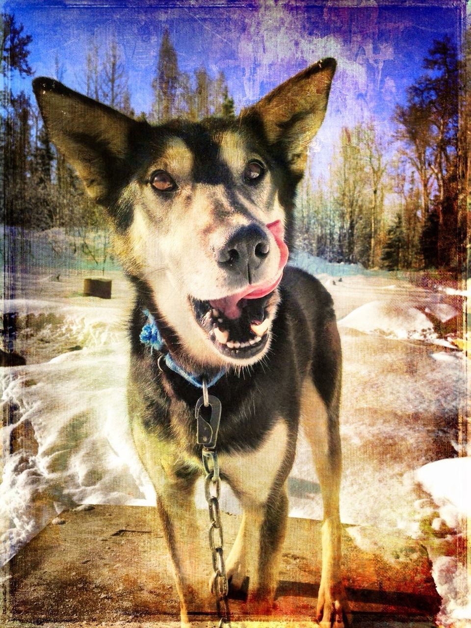 dog, domestic animals, animal themes, mammal, pets, one animal, winter, snow, cold temperature, looking at camera, portrait, season, pet collar, sticking out tongue, front view, standing, mouth open, outdoors, day