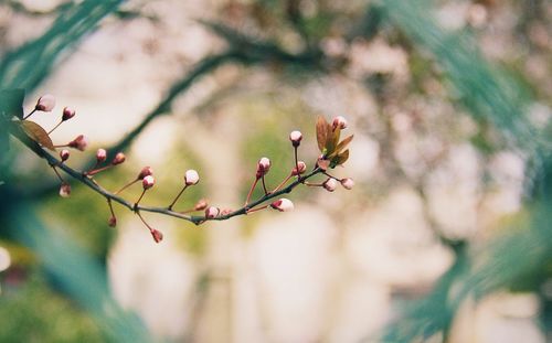 Close-up of plant against white background