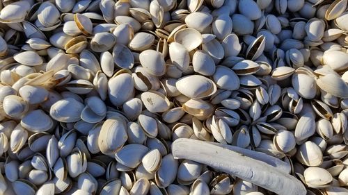 Full frame shot of shells for sale