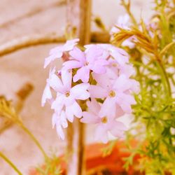Close-up of pink flowers