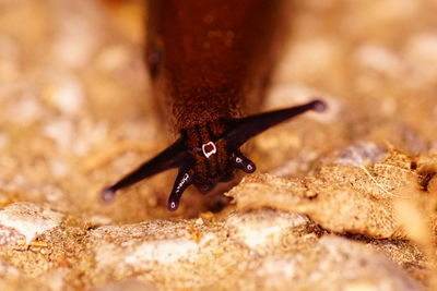 Close-up of insect on rock