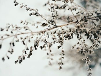 Close-up of dried plant