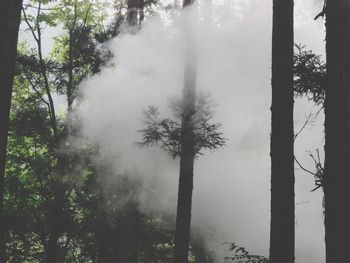 Trees in forest during foggy weather