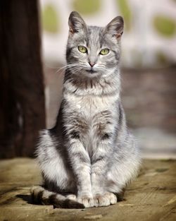 Close-up of tabby cat looking away