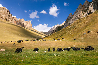 View of sheep on field against sky