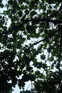 Low angle view of tree against sky