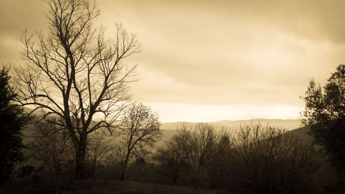 Bare trees on landscape at sunset