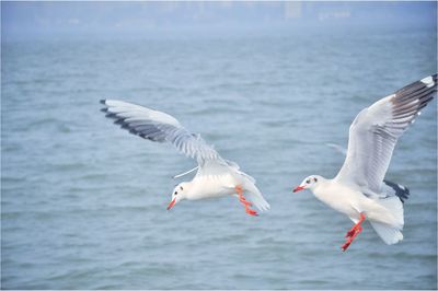 Seagulls flying over sea