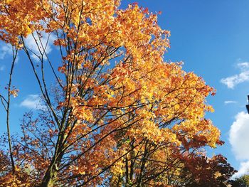 Low angle view of autumn tree against sky