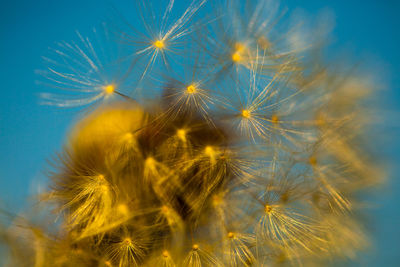 Close-up of dandelion on plant