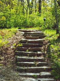 Staircase in forest