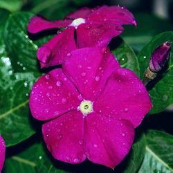 Close-up of wet pink flower blooming outdoors