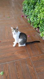 Cat on hardwood floor