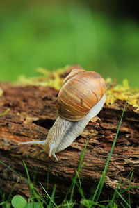 Close-up of snail on field