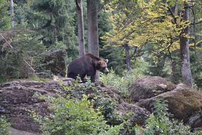 View of a bear in the forest