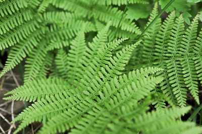 Fresh green fern leaves close-up, selective focus