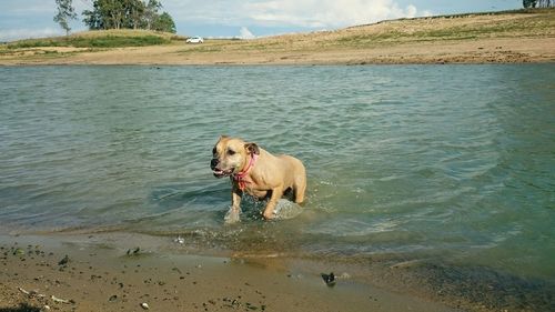 Dog in lake