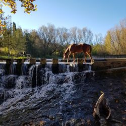 View of horse in the water