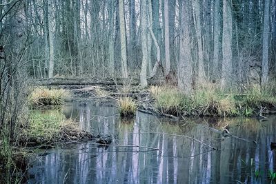 Full frame shot of wet tree