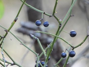 Close-up of berries growing on plant