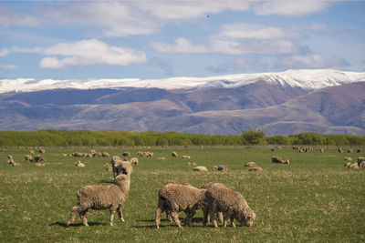 Sheep grazing in a field