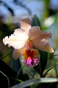 Close-up of flower blooming outdoors