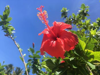 Close-up of red hibiscus flower against sky