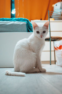 Portrait of white cat sitting at home