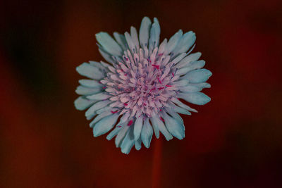 Close-up of blue flower 