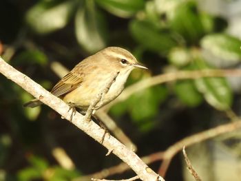 Close-up of bird perching outdoors